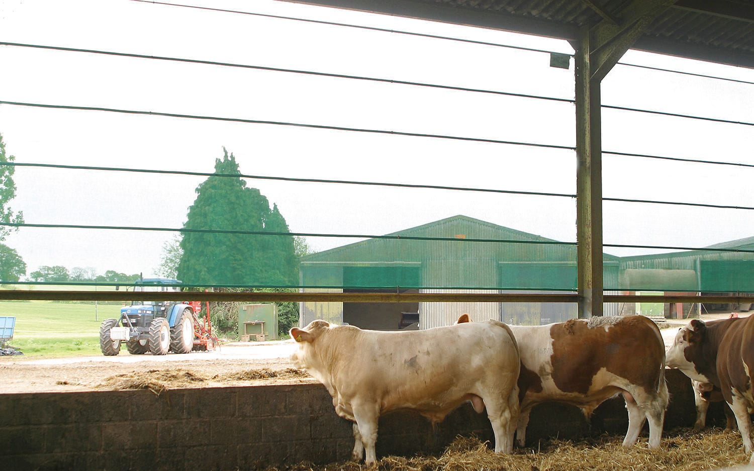 Livestock cattle feeding in a farm barn with a tractor and green outbuildings in the background.